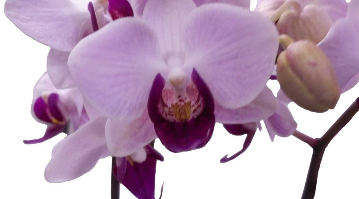 FayOrchid2-purple-BG